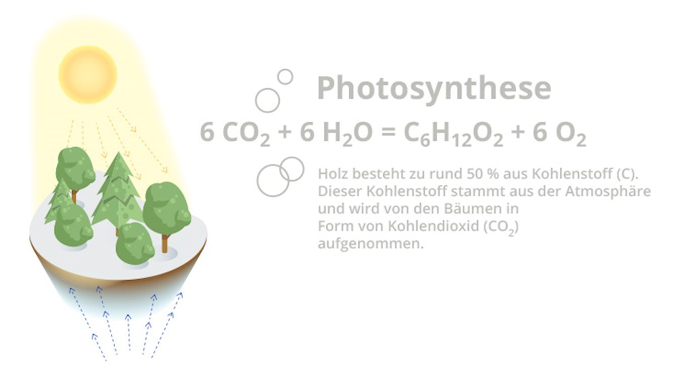 baeume-photosynthese-klimawald