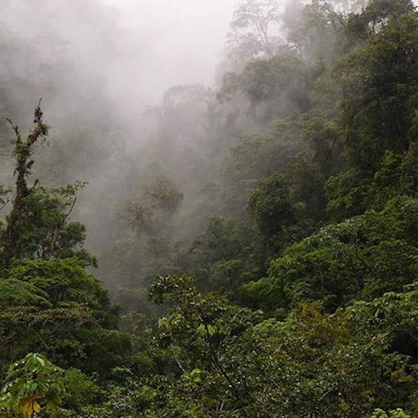 bild-text-klimaneutrales-unternehmen-regenwald-nebel