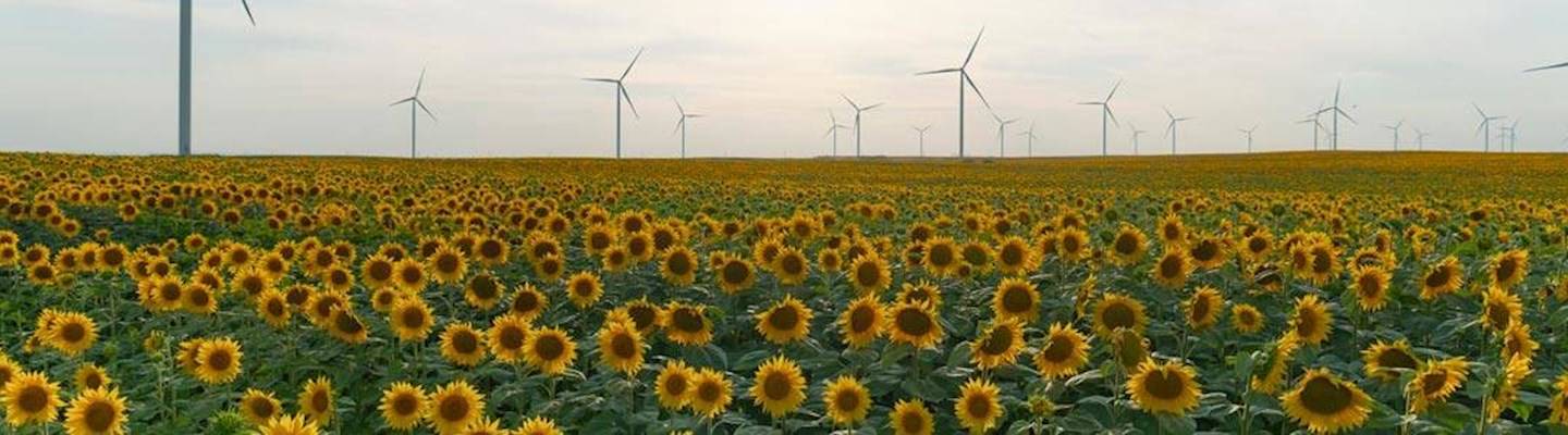 hero-stage-klimaneutrales-unternehmen-windkraftanlagen-viele-sonnenblumen