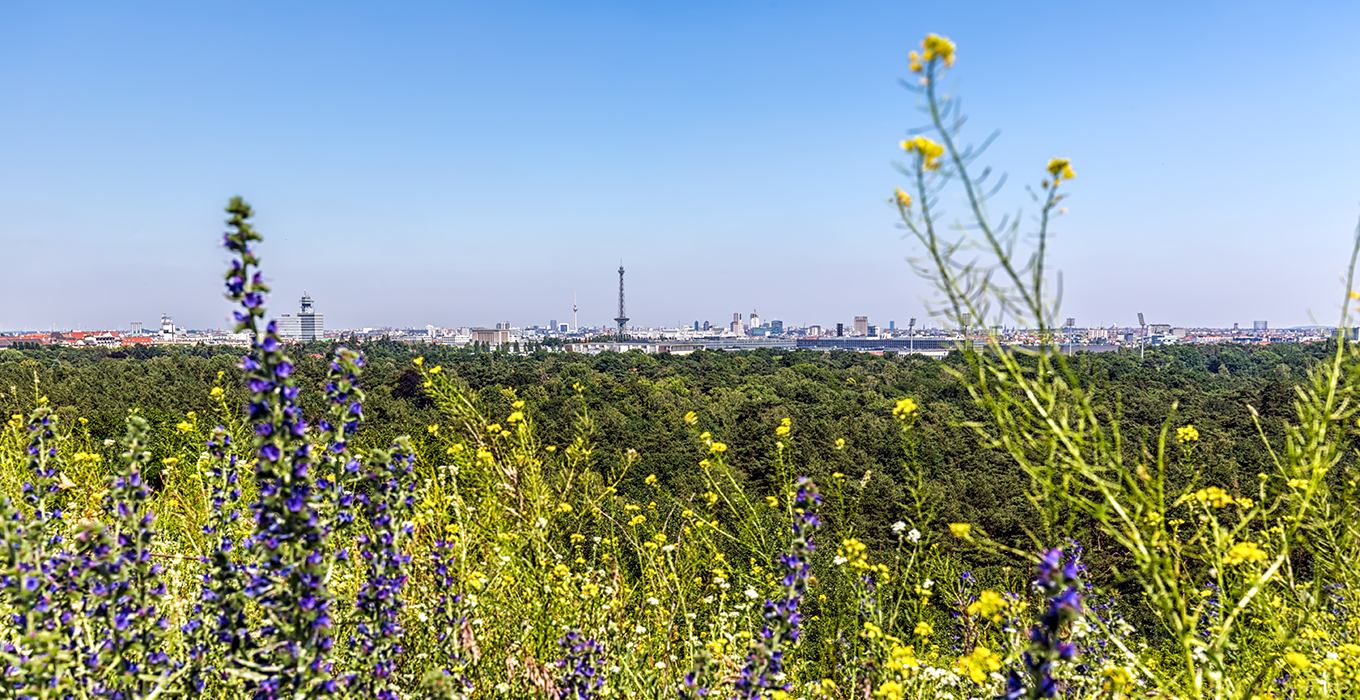 image-magazin-nachhaltig-klimakompensation-wiese-berlin-skyline
