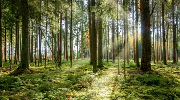 Deutscher Wald im Schwarzwald, mit sonnigem Lichtstrahl.