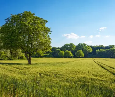 Baum, Feld, ländlichen Wiese-Natur-Landschaft