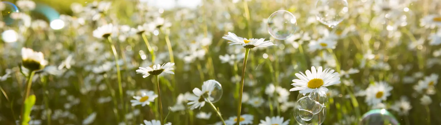 Eine Blumenwiese mit vielen Gänseblümchen und Seifenblasen die herumfliegen